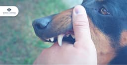 How to Prove Fault in a Dog Bite Case